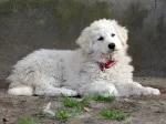 Slika 3