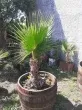 Slika 4