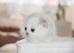 Slika 5
