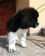 Slika 4