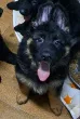 Slika 1