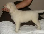 Slika 1