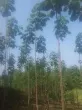 Slika 4