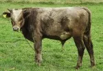 Slika 1