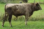 Slika 4