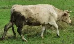 Slika 1