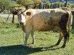Slika 2