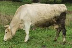 Slika 3