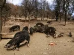 Slika 1