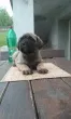 Slika 1