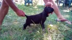 Slika 1