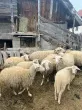 Slika 1