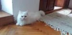 Slika 5