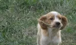 Slika 4