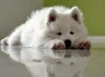 Slika 3