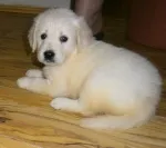 Slika 1