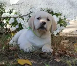 Slika 3
