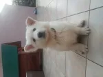 Slika 1