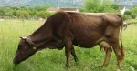 Slika 1