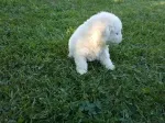 Slika 1