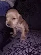 Slika 5
