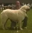 Slika 5