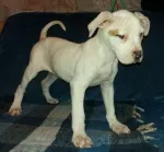 Slika 4