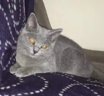 Slika 4