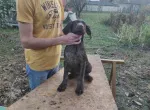 Slika 4