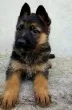 Slika 1