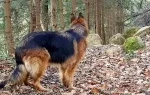 Slika 4