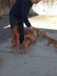 Slika 1