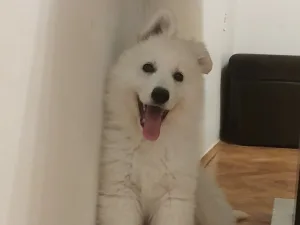Slika 1