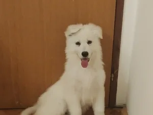 Slika 2