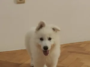 Slika 5