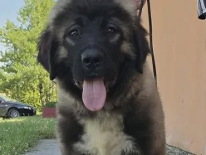 Slika 2