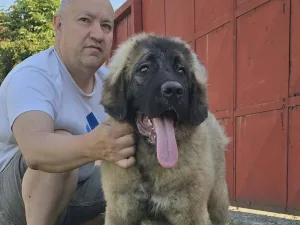 Slika 5