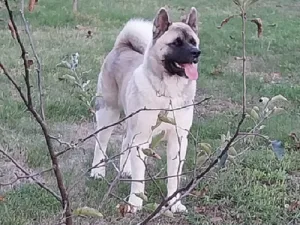 Slika 8