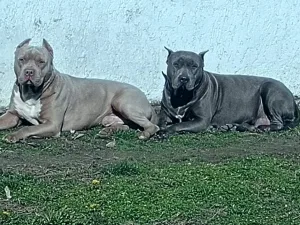 Slika 2