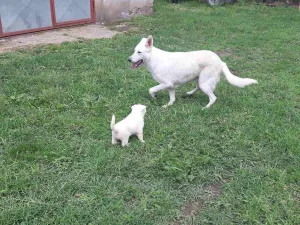 Slika 4