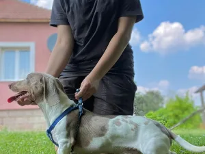 Slika 7