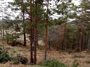 Slika 5