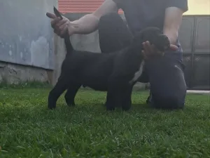 Slika 9