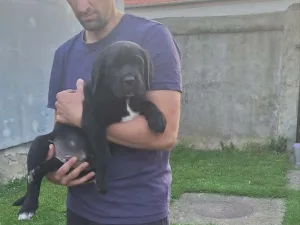 Slika 14