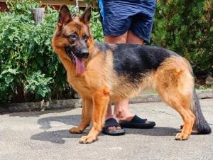 Slika 6