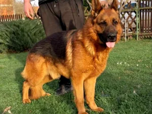 Slika 7